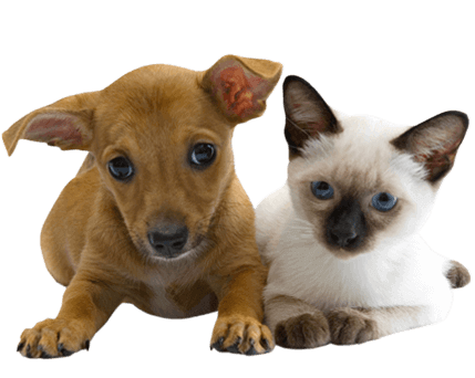 Dog and cat veterinary services