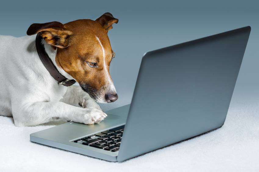 dog reading policies on laptop