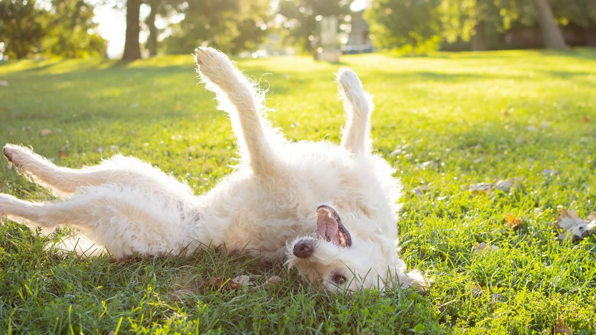 Pet-Safe Weed Killer: 5 Best Options for Dog and Cat Safety - Mt. Airy